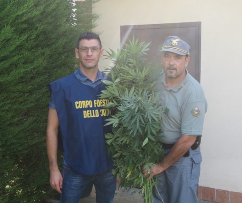 Coltivazione casalinga di cannabis, denunciato un ventitreenne