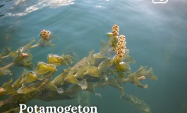 Piante acquatiche nel Lago di Barrea, il Parco e l'ENEL favoriscono la biodiversità