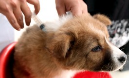 Vaccinazioni gratuite per cani a Capracotta e Castel del Giudice