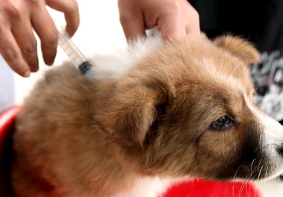 Vaccinazioni gratuite per cani a Capracotta e Castel del Giudice