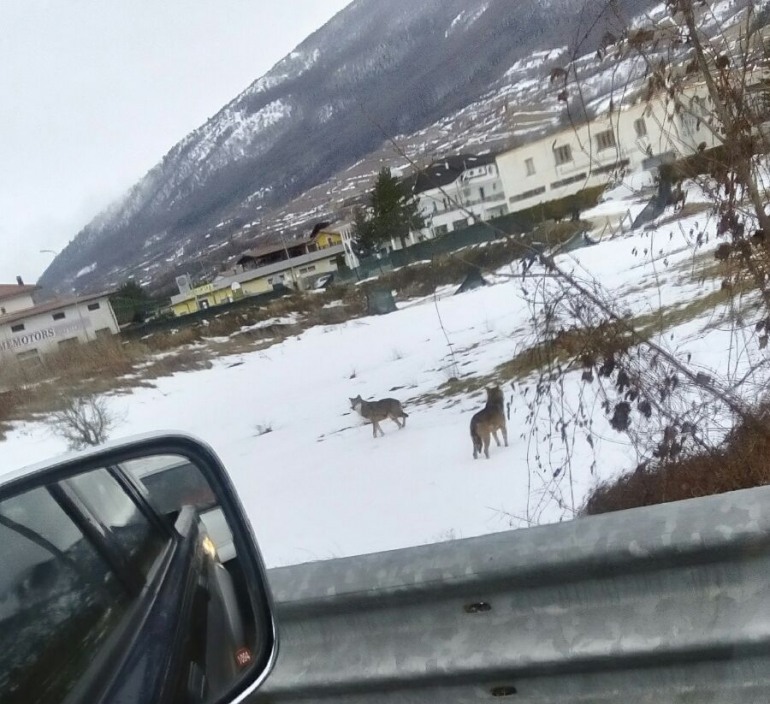 Castel di Sangro, branco di lupi entra in paese