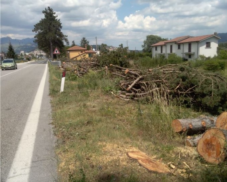 Castel di Sangro, si accende la polemica per l’abbattimento dei pini sulla statale 17
