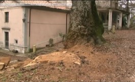 Punibile fino a 3 anni di reclusione l'autore del taglio all'albero monumentale