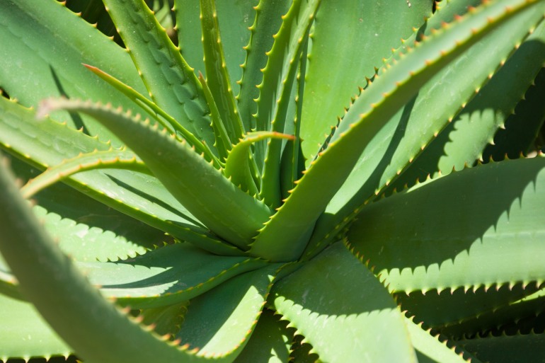 Studio Neuromed, l’estratto di aloe come terapia contro il tumore al cervello