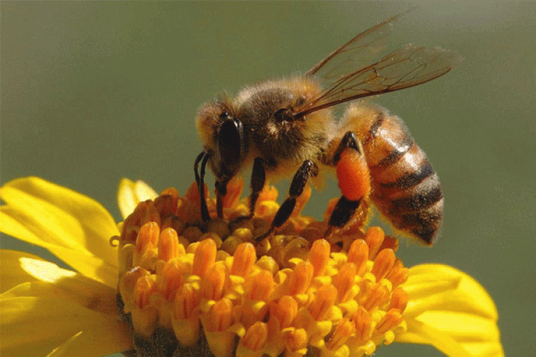 La rivoluzione delle api raccontata da Zarlenga e Pelliccia