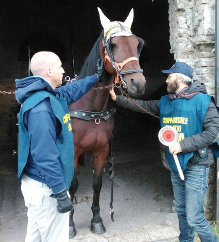 Da Testaccio a Castel di Sangro: due cavalli tornano in libertà grazie al Corpo Forestale