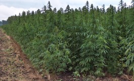 Carabinieri Forestali e l'IZS dell'Abruzzo e del Molise insieme per la lotta alla coltivazione illegale delle piantagioni di canapa