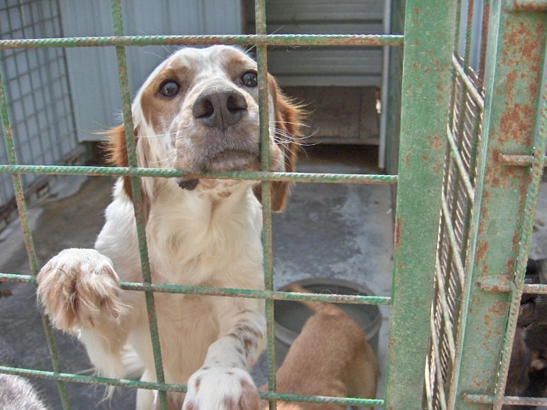 Rocchetta a Volturno, 1000 euro alle associazioni che adottano un cane