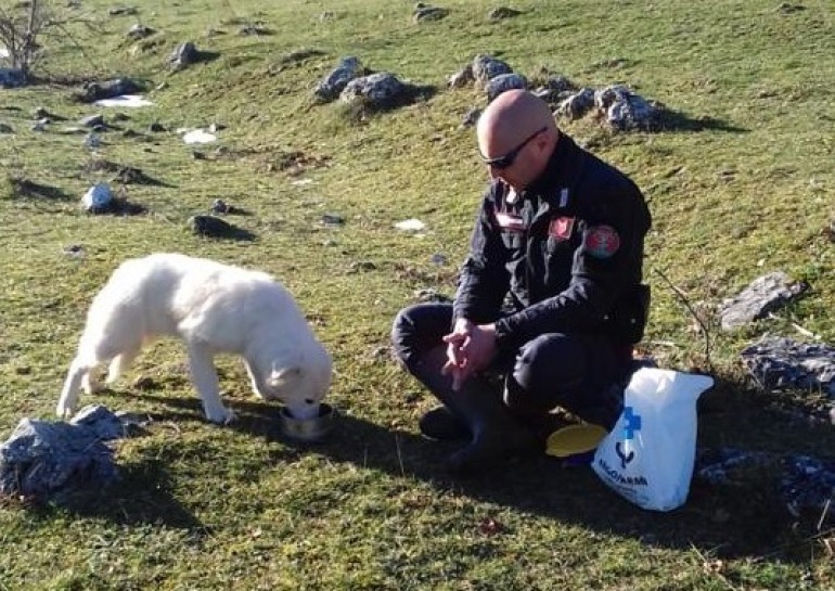 Cane abbandonato in montagna, Carabiniere conquista la sua fiducia e la salva