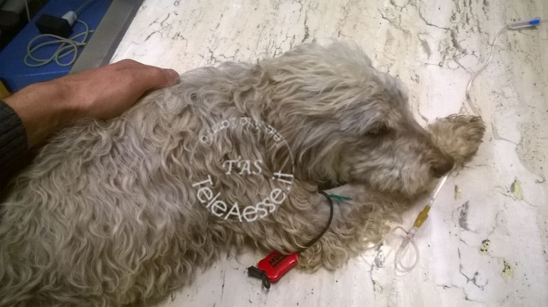 Ateleta, strage di cani da tartufo: 19 avvelenamenti