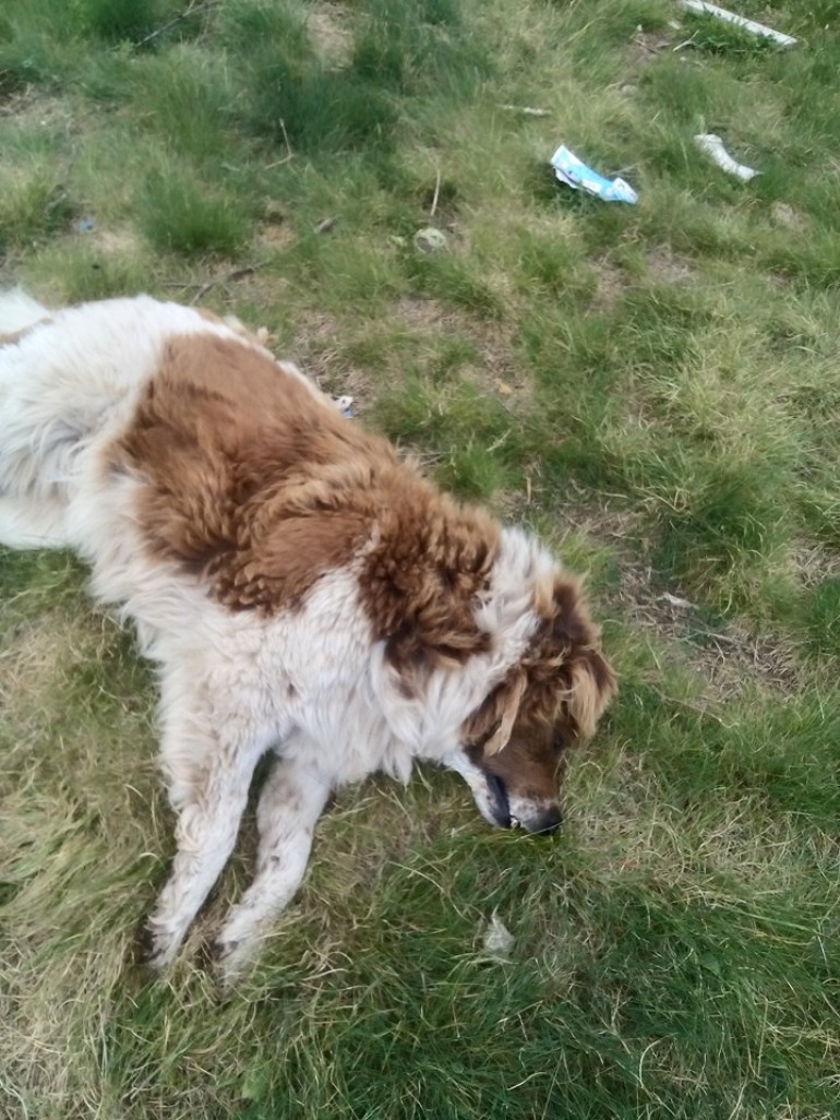 Cani avvelenati sulla ‘Piana Santa Liberata’, la disperazione di un pensionato