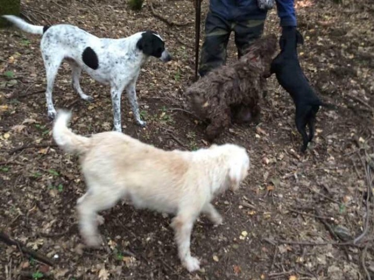 Castellone di Bojano, furto di cani: proprietario disposto a perdonare, promette denaro