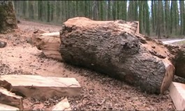 Albero monumentale abbattuto a Castel di Sangro con una motosega, scatta l’indagine della Procura