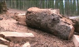 Castel di Sangro, scandalo ambientale: motosega abbatte albero monumentale, la procura indaga