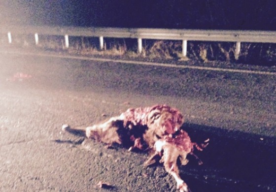 Castel di Sangro, SS 652: automezzo impatta contro un cervo