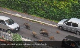 Isernia, cinghiali a zonzo in località Santo Spirito