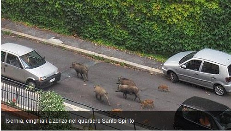 Isernia, cinghiali a zonzo in località Santo Spirito