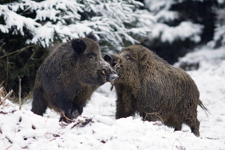 Caccia, Wwf: “L’ Abruzzo prenda esempio da Molise e Puglia”