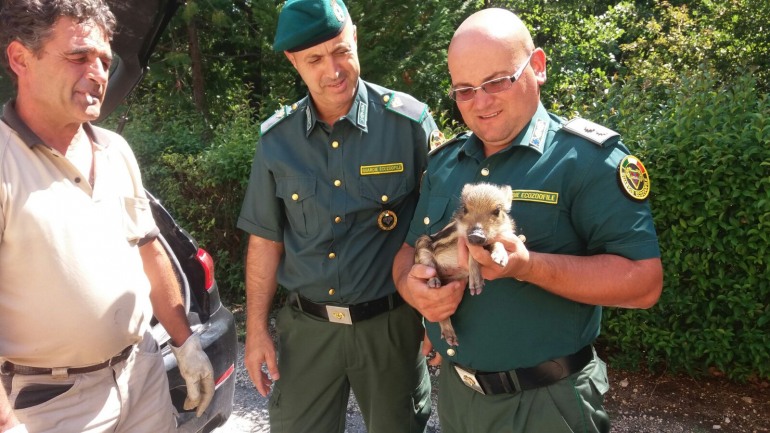 Cinghiale entra nel bar a Pescocostanzo