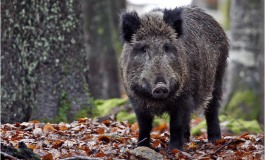 DIVIETO DI CACCIA AL CINGHIALE, IL TAR MOLISE CHIARISCE SULLA DISCIPLINA