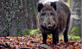 Danni da fauna selvatica, Gal Alto Molise propone incontro pubblico a Poggio Sannita
