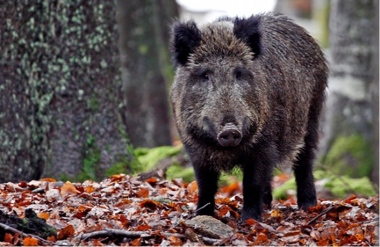 Gestione cinghiale, WWF:” Una sfida da affrontare insieme, le Aree Protette non sono una controparte”