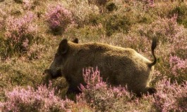 Caccia al cinghiale: armi, munizioni e… accortezze