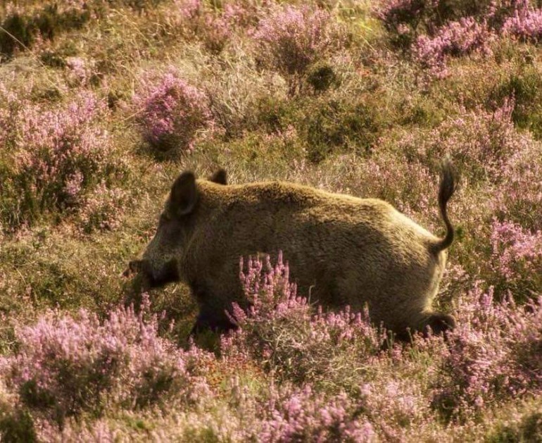 Caccia al cinghiale, in Abruzzo slittano gli abbattimenti