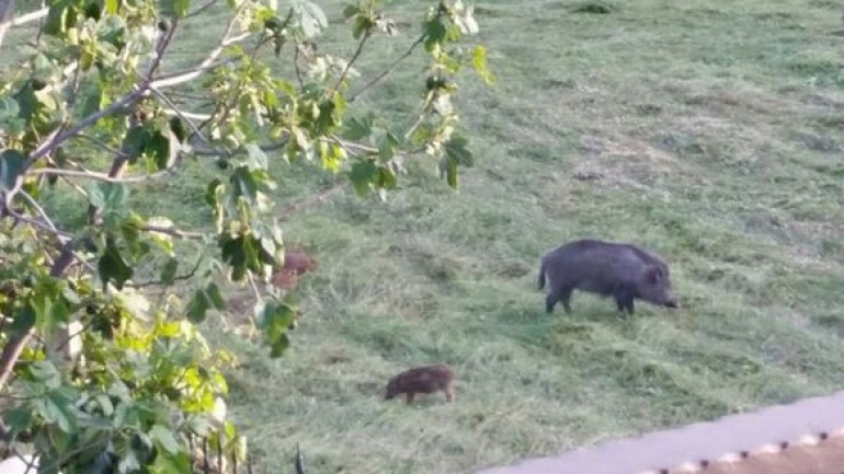 Associazione Appennino Ecosistema: “No agli abbattimenti dei cinghiali nelle aree protette”