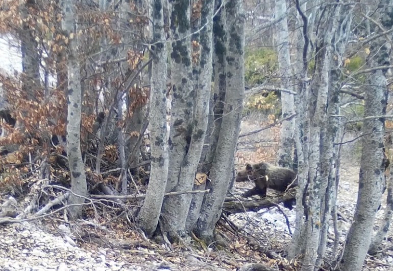 Il Ritorno dei “Cuccioli” di Amarena: avvistati nel Parco Nazionale d’Abruzzo, Lazio e Molise