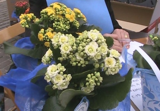 Castel di Sangro, In piazza con i fiori d'azzurro