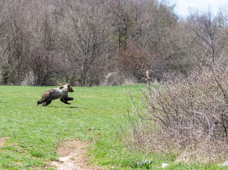 Pnalm, sono 11 i cuccioli di orso marsicano contati nel 2018