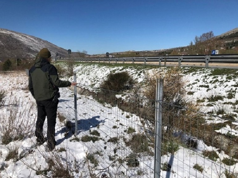 L’orsa Amarena attraversa l’autostrada A25, Direttore del Parco “Adottare misure precauzionali urgenti”