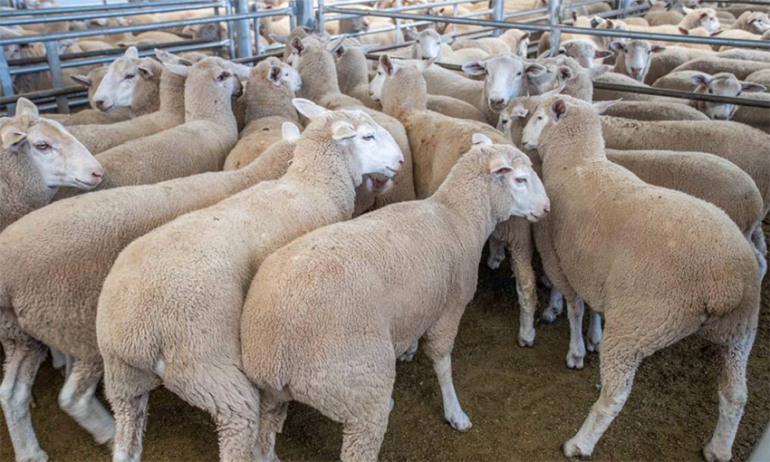 Ruba gregge di pecore a Vastogirardi, identificato e denunciato l’autore
