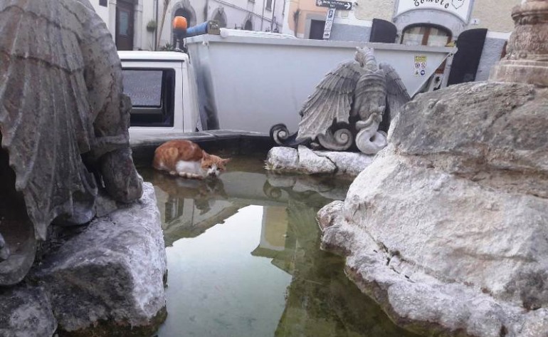 Bocconi avvelenati, l’istituto zooprofilattico analizza le carcasse dei gatti