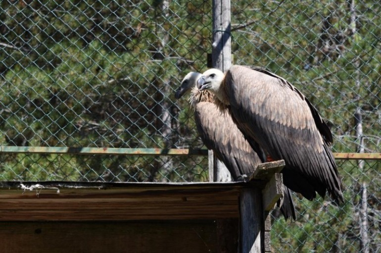 Grifoni liberati dal Reparto Carabinieri Biodiversità di Castel di Sangro nella Riserva Naturale