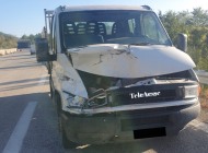 Cervo sbuca improvvisamente sulla SS 652: furgone lo travolge, animale morto