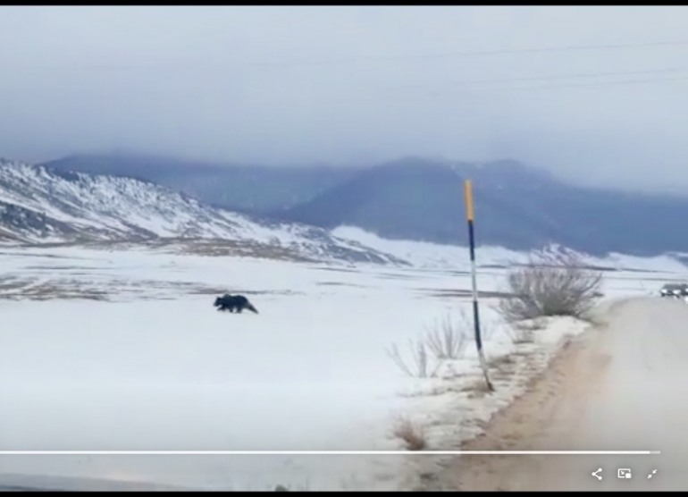 Video di Juan Carrito sulle piste da sci di Roccaraso, il risveglio dal letargo dell’orso
