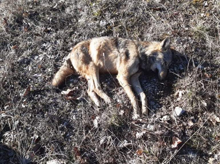Pnalm, forse avvelenato il lupo trovato senza vita a Lecce nei Marsi