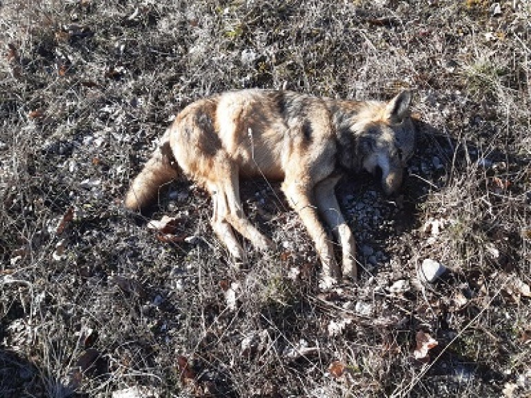 Pnalm, forse avvelenato il lupo trovato senza vita a Lecce nei Marsi