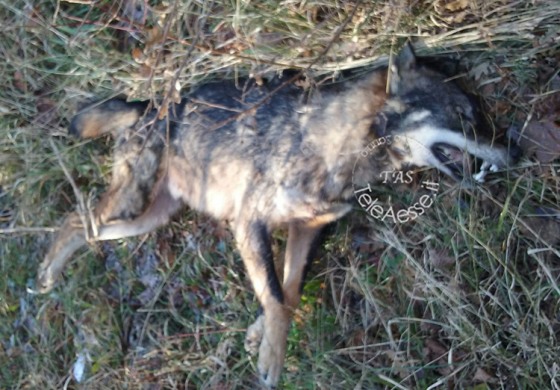 Strage di animali selvatici: i Carabinieri Forestali intensificano i controlli, decine di animali uccisi