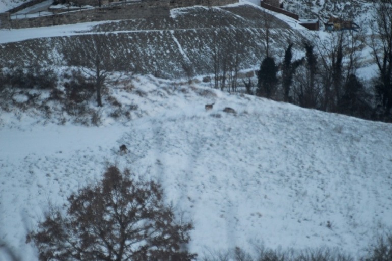 Invasione di lupi nella zona industriale di Castel del Giudice (foto)