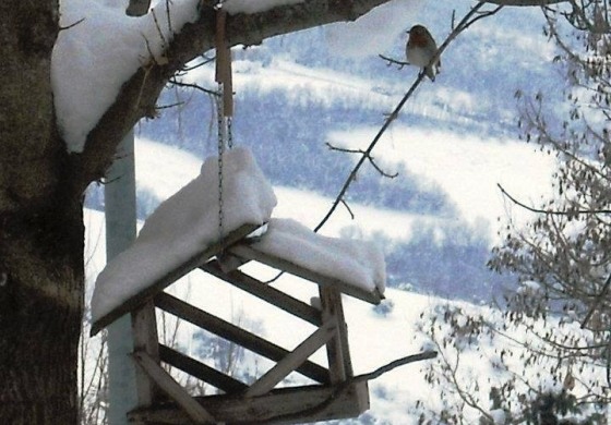 I suggerimenti del Wwf per dare sostentamento all'avifauna