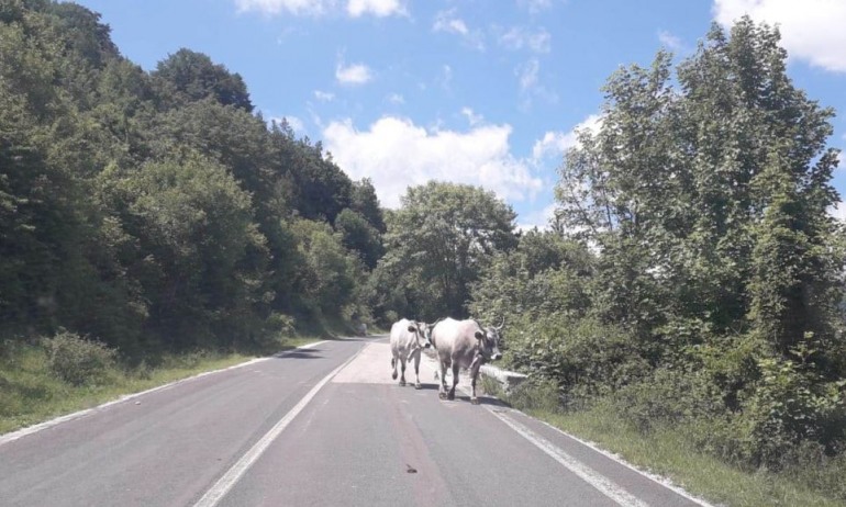 Alfedena, automobilisti preoccupati: attenzione alle mucche sulla ss 158