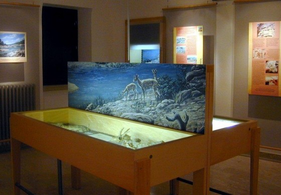 Scontrone, “Hoplitometryx”: la Soprintendenza presenta la guida al centro paleontologico