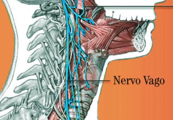 Al Neuromed un modello di ultima generazione per la stimolazione del nervo vago nei pazienti con epilessia farmacoresistente