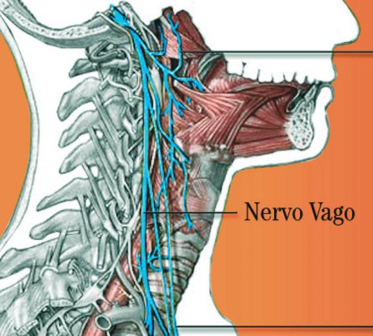 Al Neuromed un modello di ultima generazione per la stimolazione del nervo vago nei pazienti con epilessia farmacoresistente