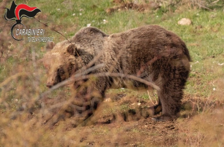 Orsa Amarena, i Carabinieri Forestali sorvegliano le aree dove è stata avvistata con i suoi cuccioli