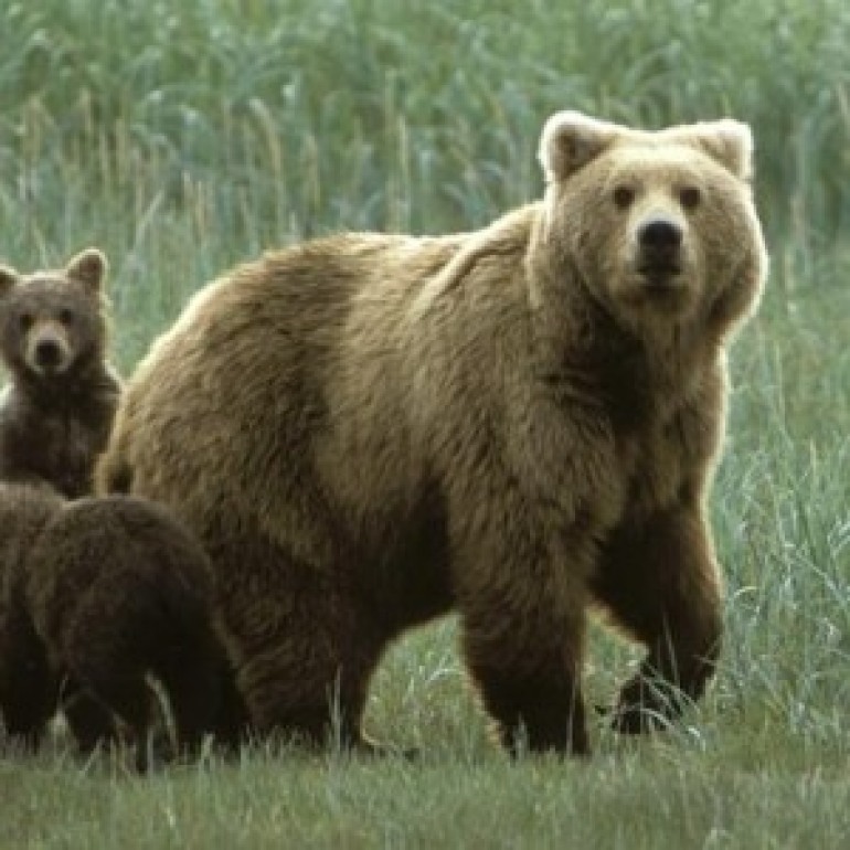 La storia si ripete….ancora un orso ucciso