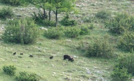 Mamma orsa passeggia con 4 cuccioli: spettacolo inedito nel cuore del Pnalm